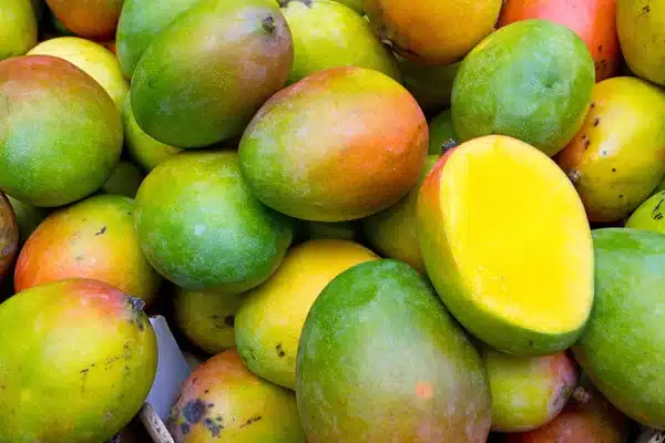 Tropical mango on a local farm