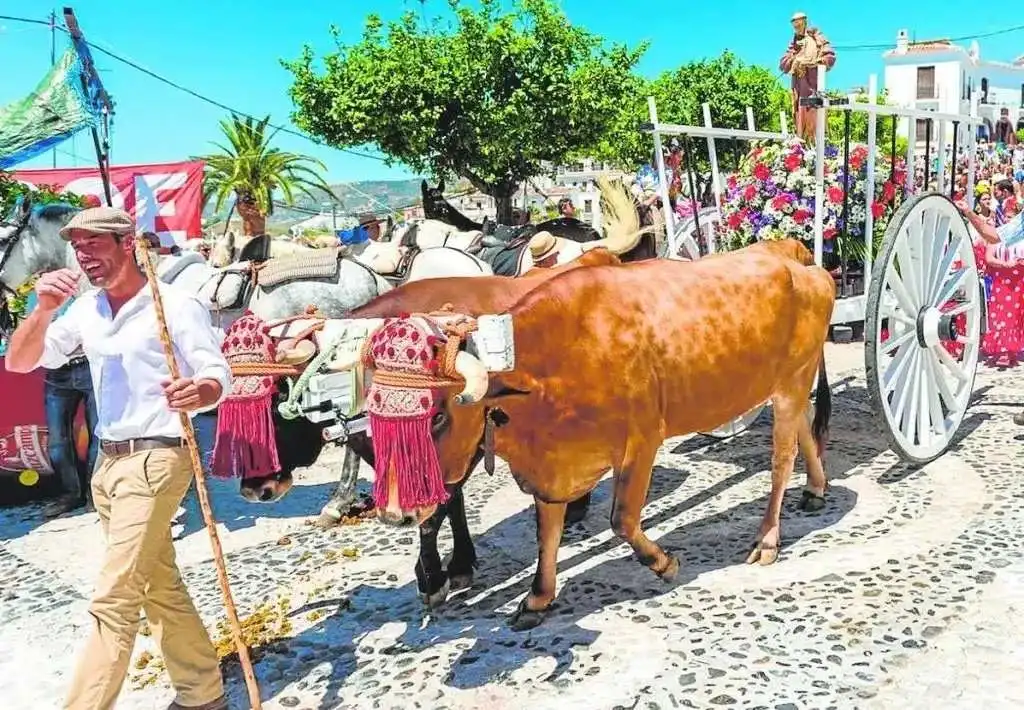 Romería de San Antonio en Frigiliana con carretas y caballistas